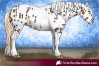Horse Color:Chocolate Palomino Tobiano Leopard 