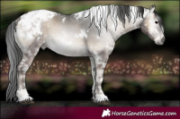 Horse Color:Gray White Spotted Blue Onyx Ice Blanket