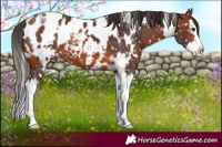 Horse Color:White Spotted Bay Sabino Splash Appaloosa 