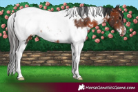 Horse Color:White Spotted Brown Tobiano Appaloosa 