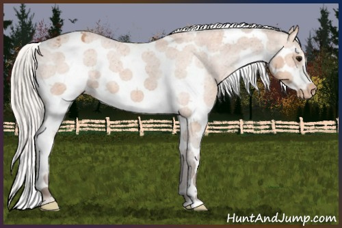 Horse Color:Silver Bay Splash Tobiano Frame Varnish 
