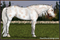 Horse Color:Silver Bay Splash Tobiano Frame Varnish 