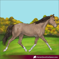 Horse Color:Classic Champagne Tobiano