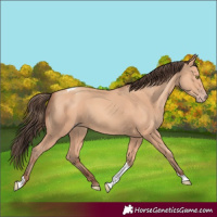 Horse Color:Amber Champagne Tobiano