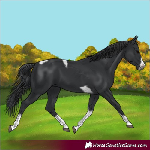 Horse Color:Black Tobiano Frame
