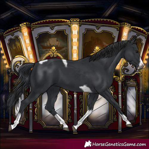 Horse Color:Black Tobiano Frame