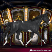 Horse Color:Black Tobiano Frame