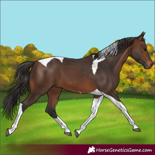 Horse Color:Brown Tobiano 