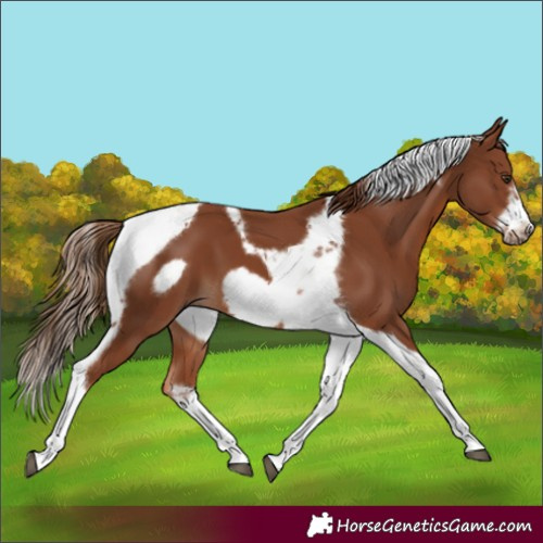 Horse Color:Chestnut Tobiano Frame