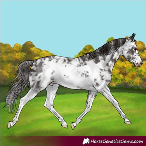 Horse Color:Liver Chestnut Sabino Frame 