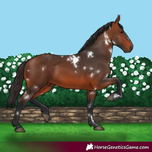 Horse Color:White Spotted Bay 