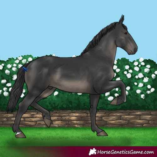 Horse Color:Black 
