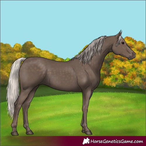 Horse Color:Silver Black 