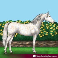 Horse Color:Palomino Near Leopard  and Palomino Dun Near Leopard 