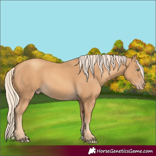 Horse Color:Gold Cream Champagne 