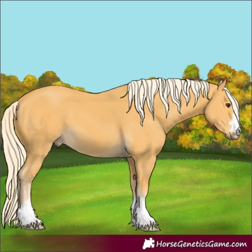 Horse Color:Palomino
