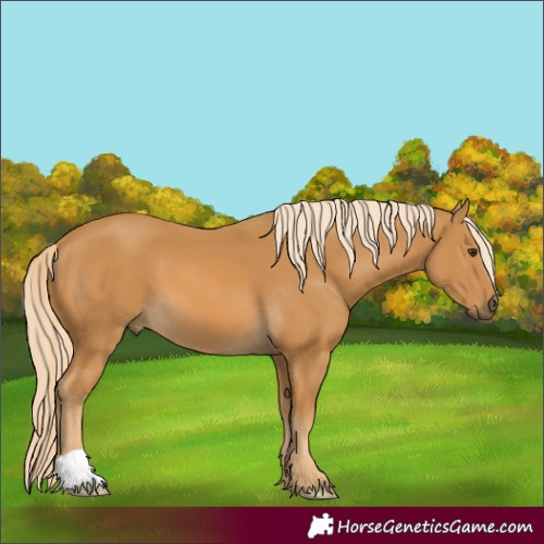 Horse Color:Palomino 