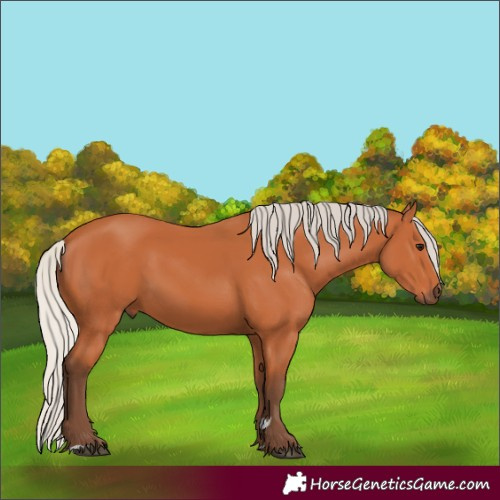 Horse Color:Silver Bay 
