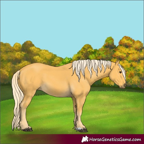 Horse Color:Palomino 