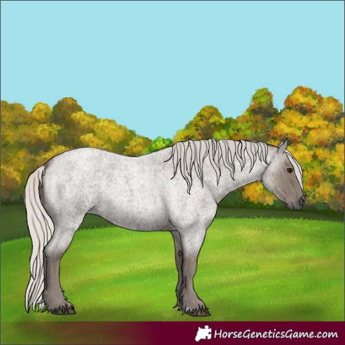 Horse Color:Silver Smoky Blue Roan
