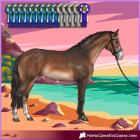 Horse Color:Bay Sabino