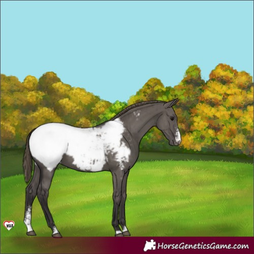 Horse Color:Smoky Grullo Sabino Appaloosa Brindle 