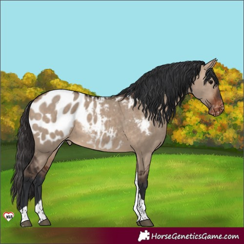 Horse Color:Bay Dun Tobiano Appaloosa Rabicano 