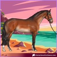 Horse Color:Brown 