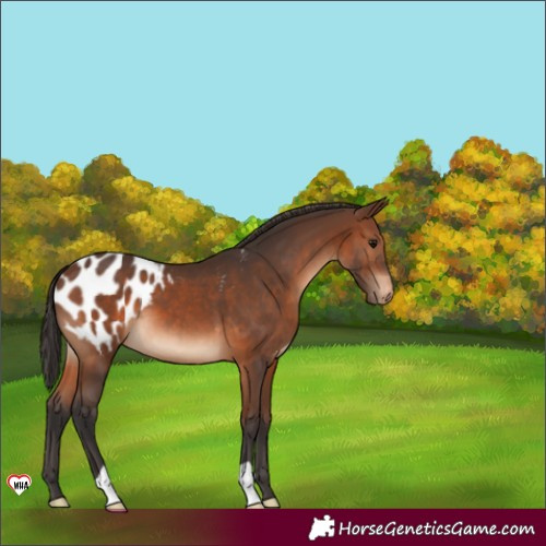 Horse Color:Brown Appaloosa 