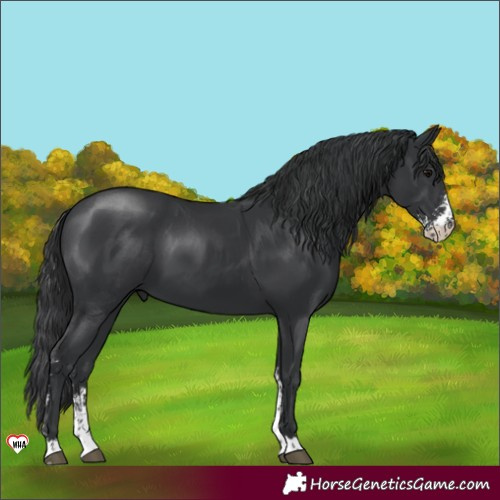 Horse Color:Black Sabino 