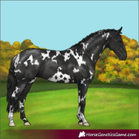 Horse Color:Gray White Spotted Black