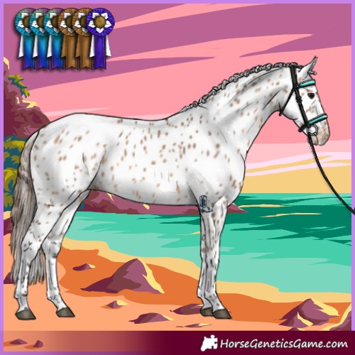 Horse Color:Bay Dun Appaloosa