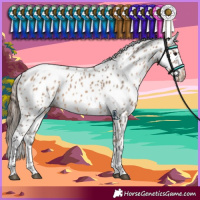 Horse Color:Bay Dun Leopard