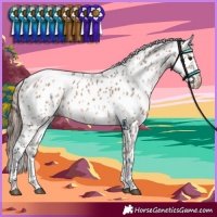 Horse Color:Bay Dun Appaloosa