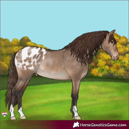 Horse Color:Brown Dun Appaloosa Rabicano Brindle 
