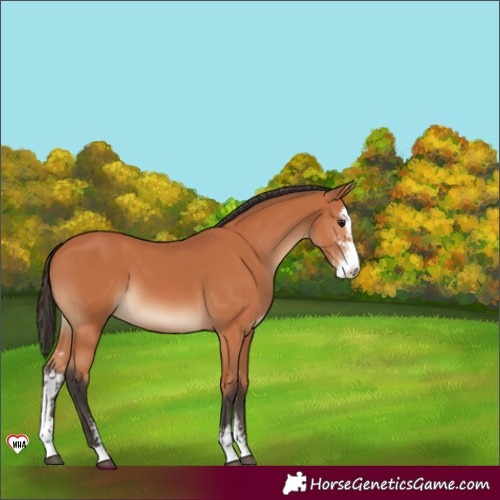 Horse Color:Bay Sabino 