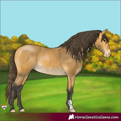 Horse Color:Buckskin Varnish 
