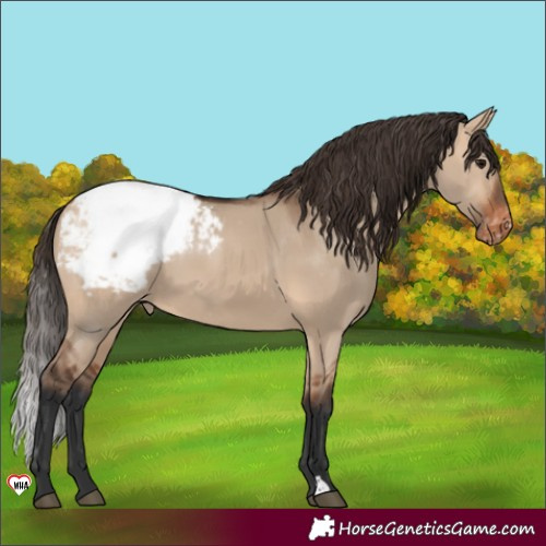 Horse Color:Bay Dun Appaloosa 