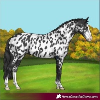 Horse Color:Black Sabino Appaloosa 