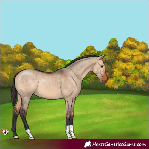 Horse Color:Bay Dun 