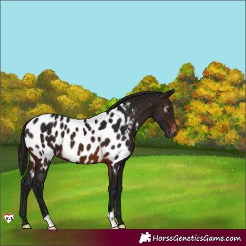 Horse Color:Gray Brown Appaloosa 
