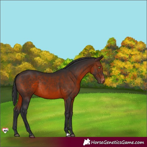 Horse Color:Brown Appaloosa Rabicano 