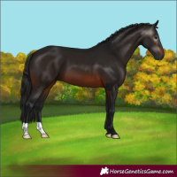 Horse Color:Gray Brown 