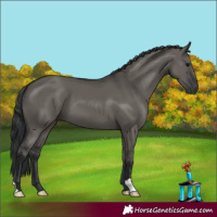 Horse Color:Grullo
