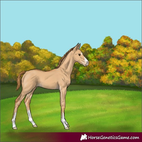 Horse Color:Red Dun 