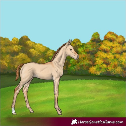 Horse Color:Red Dun 