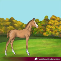 Horse Color:Chestnut 