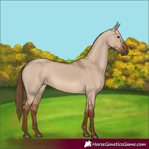 Horse Color:Red Dun Rabicano 