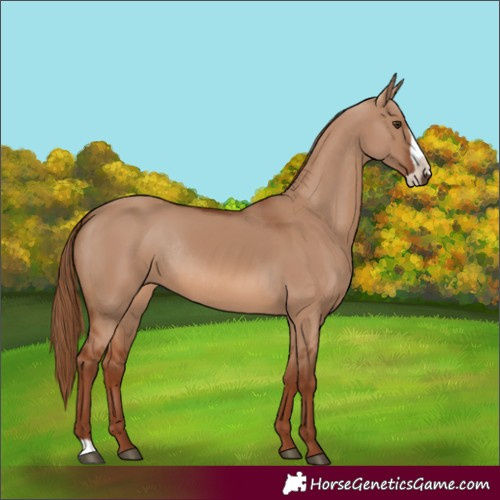 Horse Color:Red Dun Frame Rabicano