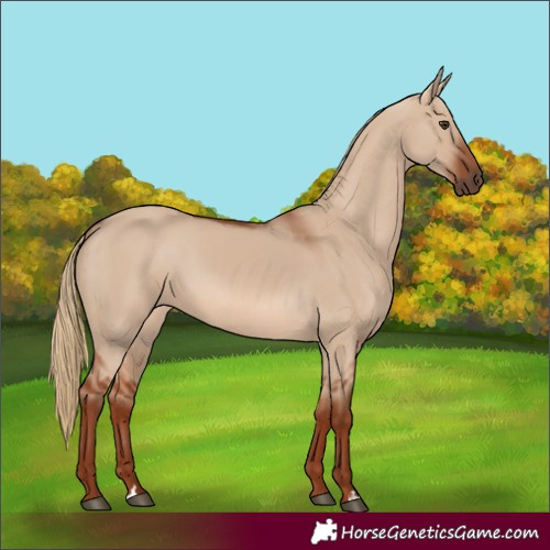 Horse Color:Red Dun Rabicano
